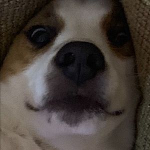 Meet your Posher, Trevor